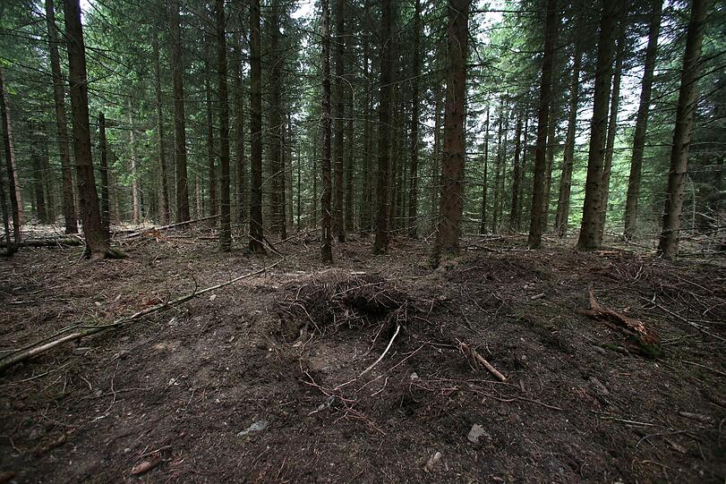 Hier fand der Pilzsammler die Skelettteile von Peggy.