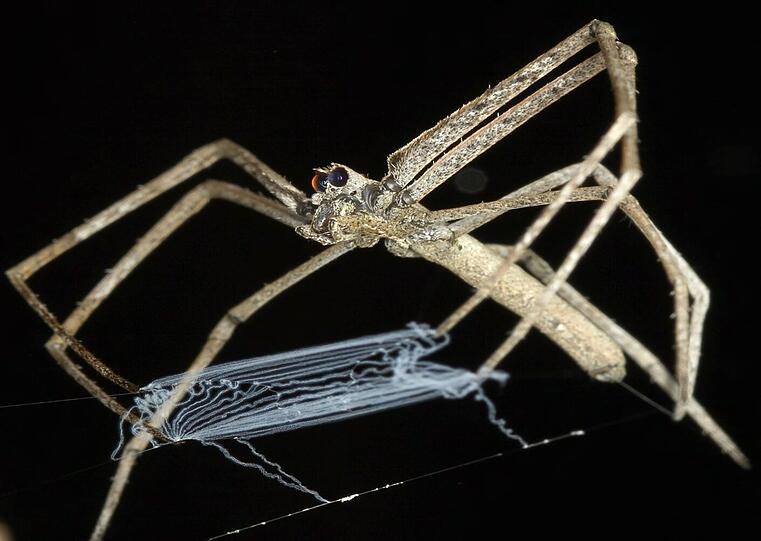 Eine Wurfnetzspinne.