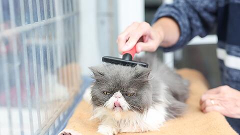 Neben Streicheleinheiten kümmern sich die Ehrenamtlichen zum Teil auch mit um die Pflege der Katzen.