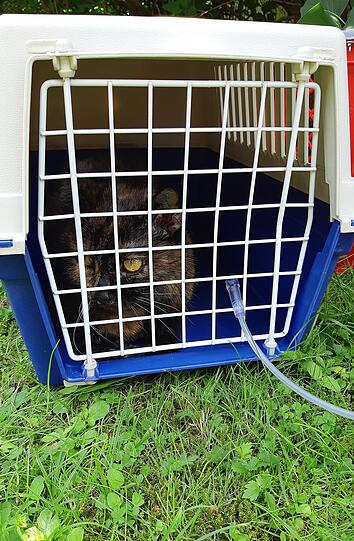 Die Feuerwehr hat acht Katzen aus einer brennenden Wohnung in Bogenhausen gerettet.