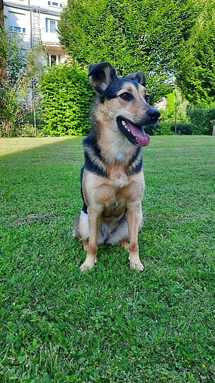 Stella