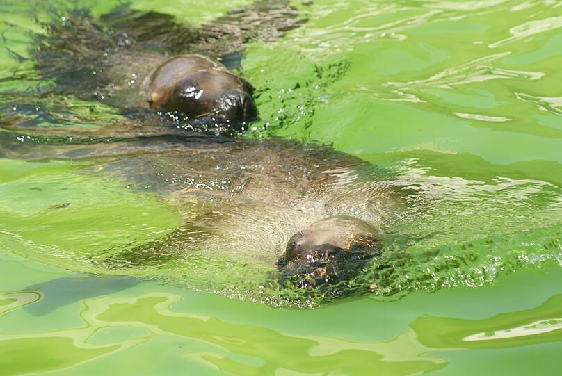 Die Robben kennen derzeit nur zwei Aggregatszustände: Faul in der Sonne liegen &ndash; oder sich im Wasser abkühlen.