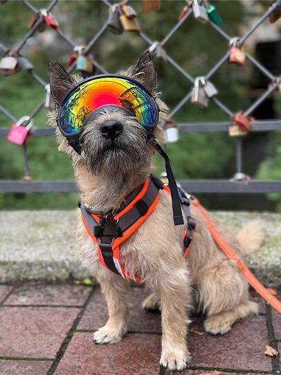 Luis: Mein Hund ist der Beste, weil er seine Brille mit einer totalen Grandezza und Lässigkeit trägt.