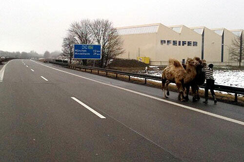 Vier Kamele sind am Freitag bei Memmingen auf die Autobahn gelaufen und haben den Verkehr behindert.