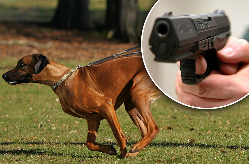 Ein Berliner Polizist hat in einem Park einen nicht angleinten Hund erschossen