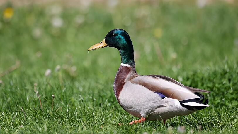 Die Frau hatte einen Stockenten-Erpel unter einem Trampolin eingesperrt. (Archivbild)