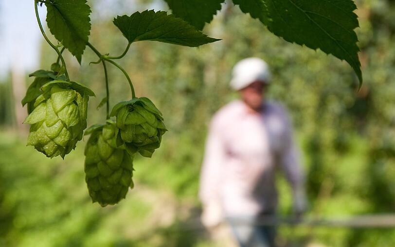 Ein Hopfendolden. Am Mittwoch hat in Deutschlands groesstem Hopfenanbaugebiet, der Hallertau, die Hopfenernte begonnen.