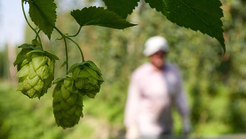 Ein Hopfendolden. Am Mittwoch hat in Deutschlands groesstem Hopfenanbaugebiet, der Hallertau, die Hopfenernte begonnen. Ein Hopfendolden. Am Mittwoch hat in Deutschlands groesstem Hopfenanbaugebiet, der Hallertau, die Hopfenernte begonnen.