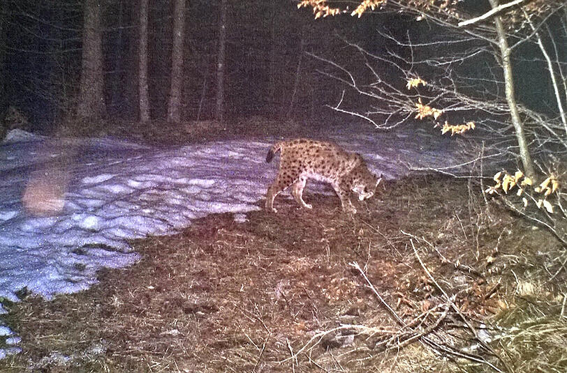 Der Luchs bei seinem Schleichgang über eine Lichtung.