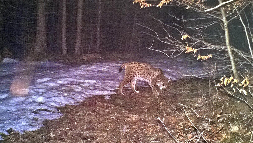 Der Luchs bei seinem Schleichgang über eine Lichtung. Der Luchs bei seinem Schleichgang über eine Lichtung.