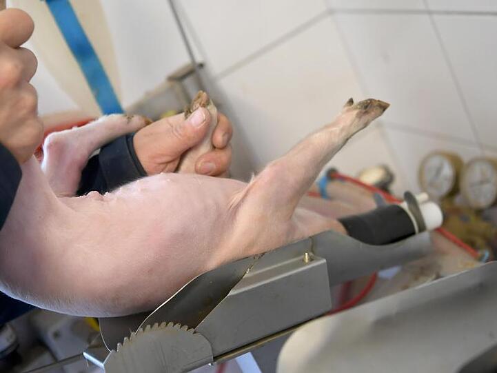 Ein Schweinezüchter legt ein junges Ferkel zur Kastration in eine Narkoseanlage. Foto: Holger Hollemann/Archiv