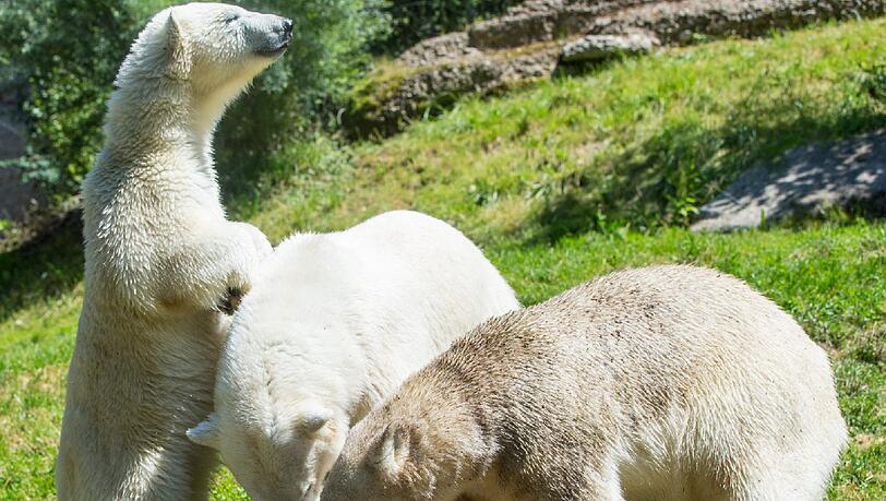 Eisbärmama Giovanna (mitte) mit ihrem Nachwuchs Nela und Nobby. Die beiden Jungtiere leben mittlerweile in anderen Zoos. Eisbärmama Giovanna (mitte) mit ihrem Nachwuchs Nela und Nobby. Die beiden Jungtiere leben mittlerweile in anderen Zoos.