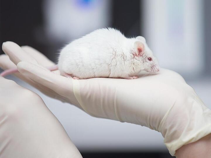Eine wissenschaftliche Mitarbeiterin hat in einem Labor eine Maus in der Hand. Foto: Friso Gentsch/dpa/Symbolbild