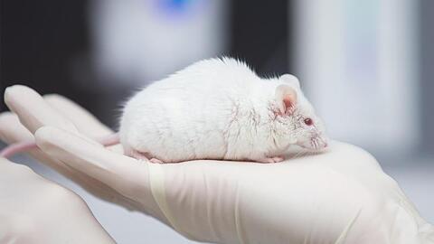 Eine wissenschaftliche Mitarbeiterin hat in einem Labor eine Maus in der Hand. Foto: Friso Gentsch/dpa/Symbolbild