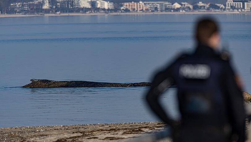 Das Tier wurde in der Nacht zum Montag laut Polizei im Wasser vor dem Ortsteil Niendorf in Timmendorfer Strand entdeckt.