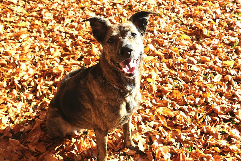 Die herbstfarbene Molly im Glück.