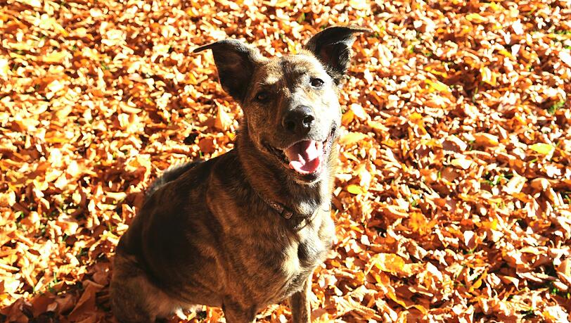 Die herbstfarbene Molly im Glück.