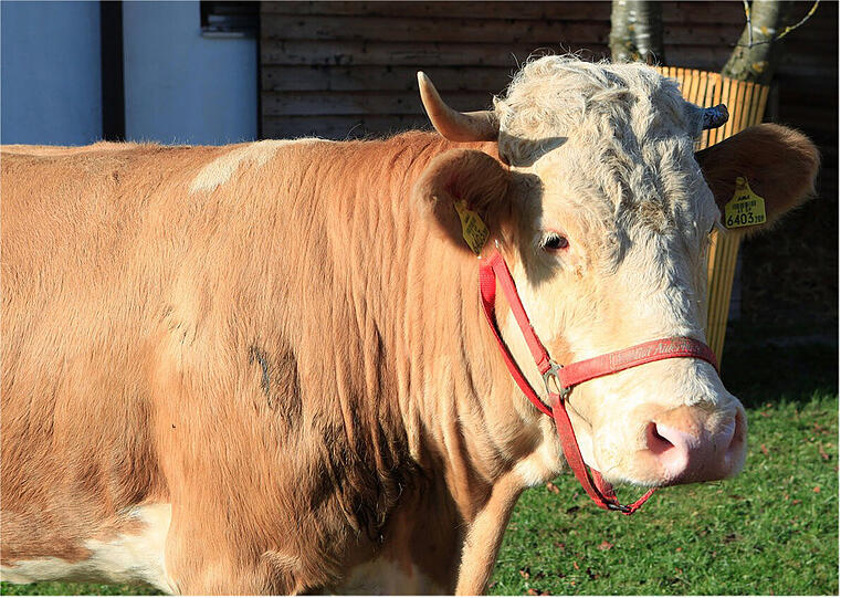 &bdquo;Reh-Kuh&ldquo; YVONNE: Als die Kuh, die sich für ein Reh hielt, wurde 2011
 Yvonne ein Medien-Star. Auf der Flucht vor dem Schlachter türmte sie
bei Ampfing in Oberbayern in den Wald und ließ sich drei Monate lang
nicht fangen. Erst nach einem Schuss aus einem Betäubungsgewehr
konnte sie zum Tiergnadenhof Gut Aiderbichl gebracht werden.