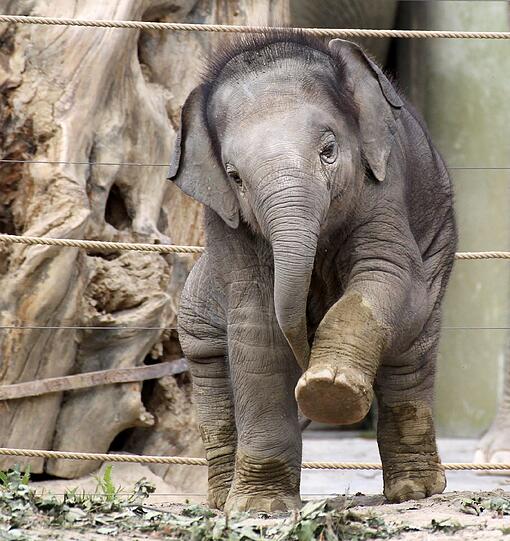 Erste Gehversuche für das kleine Elefantenbaby Ludwig im Mai 2011.