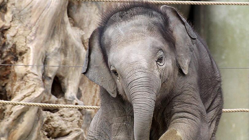 Erste Gehversuche für das kleine Elefantenbaby Ludwig im Mai 2011. Erste Gehversuche für das kleine Elefantenbaby Ludwig im Mai 2011.