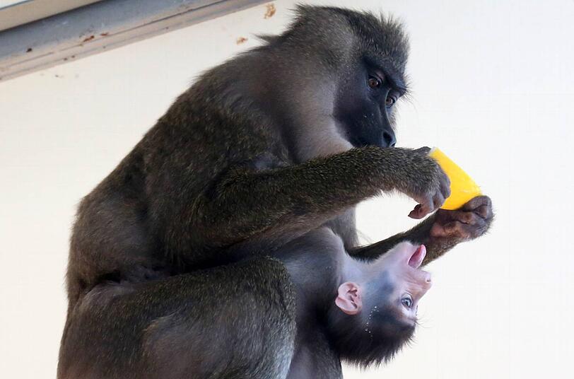 Im Tierpark Hellabrunn zeigte Drill-Affen-Dame Afi (7) stolz ihren Nachwuchs. Für den kleinen Affen wird noch ein Name gesucht.