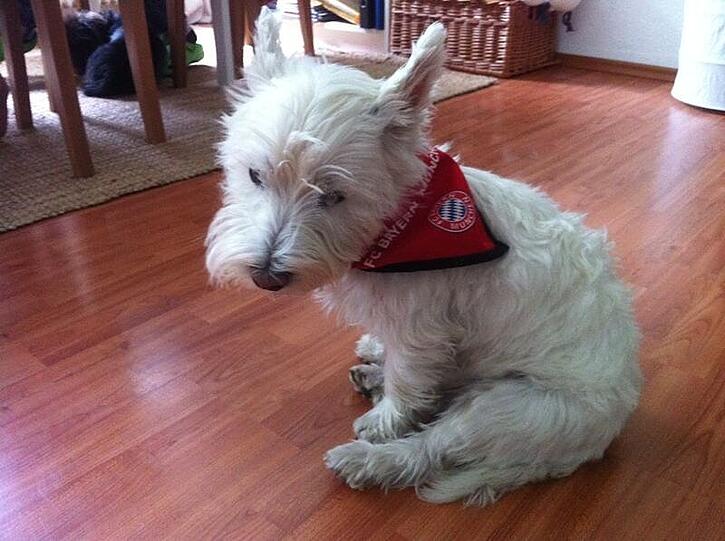 Hier ist der West Highland Terrier César aus München zu sehen. Fürs Finale schon bestens ausgestattet, verrät sein Blick noch etwas Skepsis.