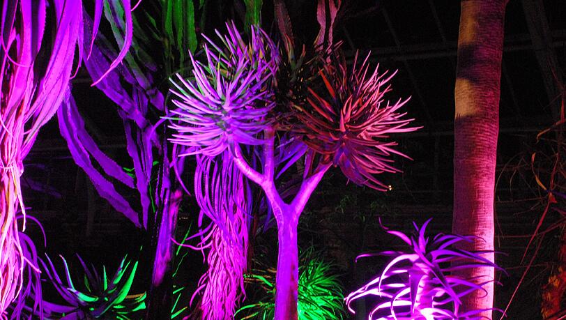 Nachts in den Botanischen Garten? Geht auch. Nachts in den Botanischen Garten? Geht auch.
