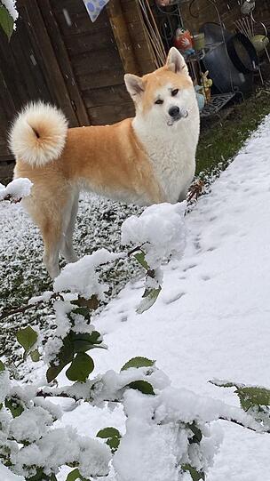 Aiko
