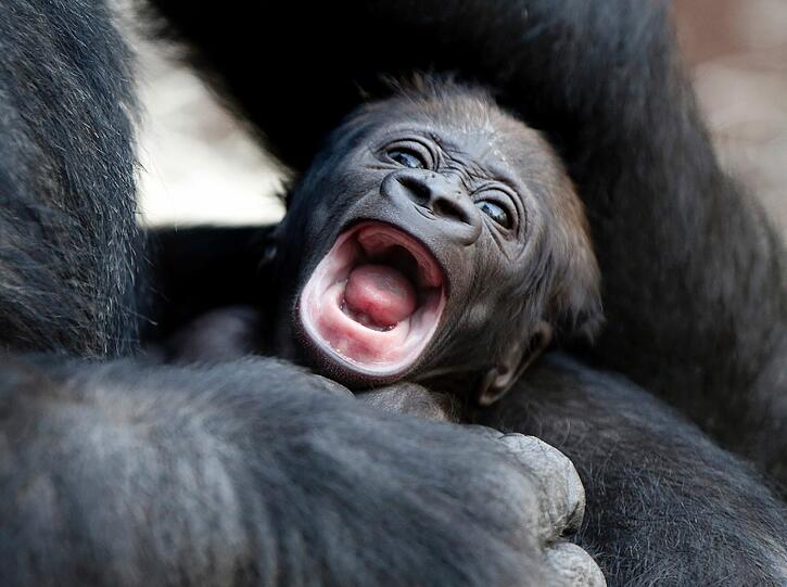 Am 8.2.2013 wurde das Gorilla-Baby im Urwaldhaus geboren.