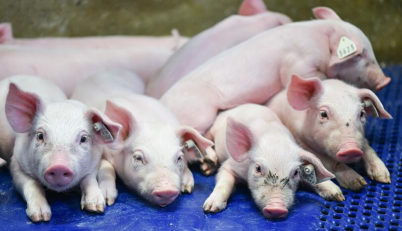 Schweinezucht in China: Für ihre Verbesserung macht der Bund 770 000 Euro locker.