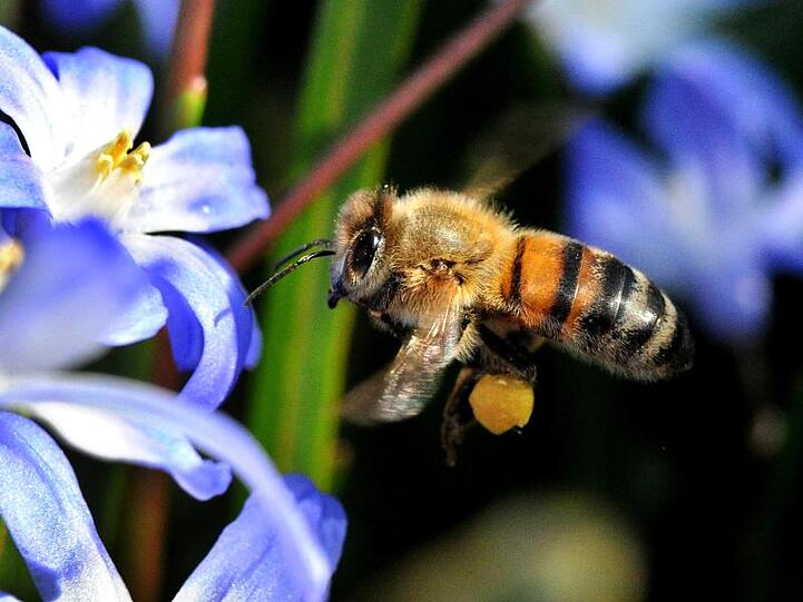 Eine Biene fliegt neben einer Blume. Foto: Julian Stratenschulte/Archivbild