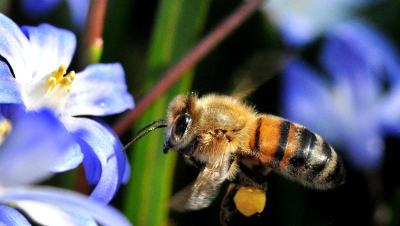 Eine Biene fliegt neben einer Blume. Foto: Julian Stratenschulte/Archivbild Eine Biene fliegt neben einer Blume. Foto: Julian Stratenschulte/Archivbild