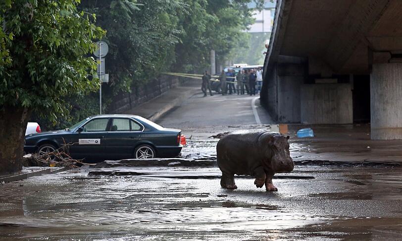 Wegen starker Überschwemmungen in Tiflis konnten zahlreiche Raubtiere aus dem Zoo ausbüxen. Die irren Bilder aus Georgien.