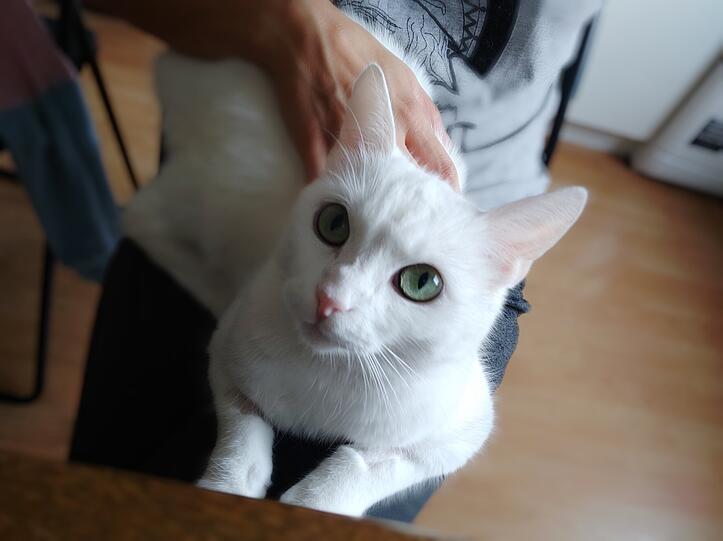 Cleopatra