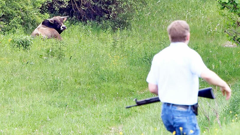Wildwest an der A94: 17 entflohene Rindviecher hielten die "Cowboys" von Polizei und Feuerwehr stundenlang auf Trab. Die Bilder von der Stierhatz.