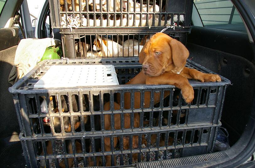 Unter schrecklichen hygienischen Umständen waren 78 Hundewelpen im Kofferraum eines Wagens eingepfercht.