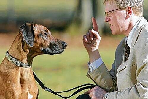 Nach einer Beißattacke auf ein zweijähriges Kind steht in München ein genereller Leinenzwang für Hunde zur Debatte. (Symbolbild)