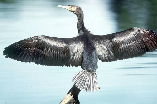 Gefräßig, nicht heimisch, aber trotzdem in Franken: der Feind der Teichwirte &ndash; ein Kormoran.
