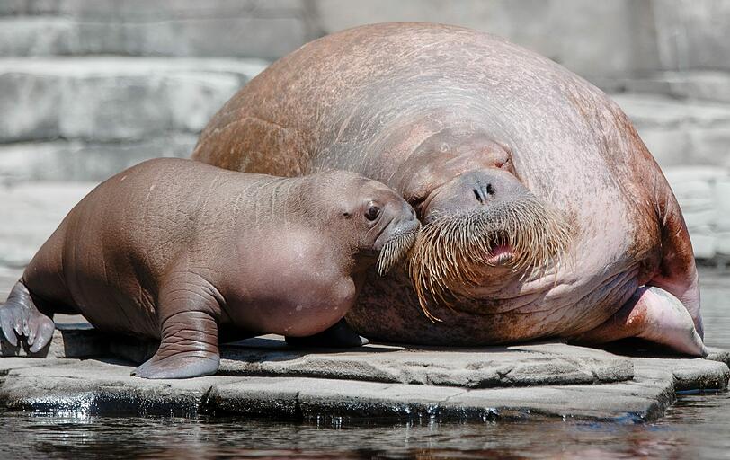 Am Donnerstag begeisterte das Walrossbaby im Tierpark Hagenbeck in Hamburg die Besucher. Die Bilder!