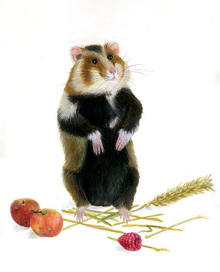Ein Hamster mit allerlei gesammelten fressbaren Pflanzenteilen.