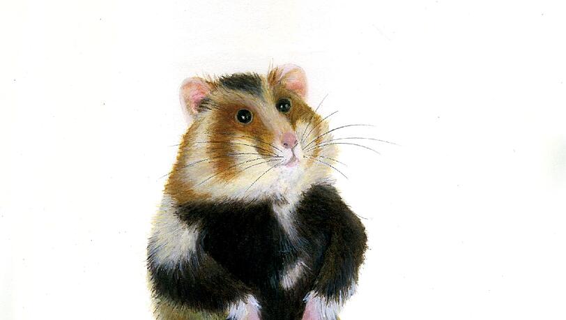Ein Hamster mit allerlei gesammelten fressbaren Pflanzenteilen. Ein Hamster mit allerlei gesammelten fressbaren Pflanzenteilen.