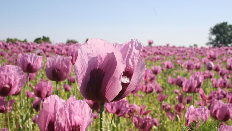 Eine Augenweide! So schön blüht der Mohn der Familie Lex.