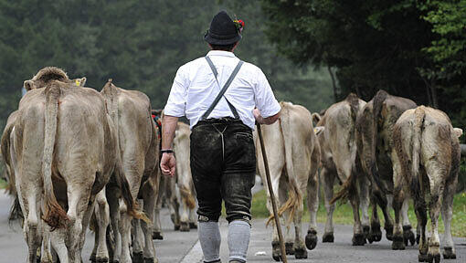 Ein Hirte treibt seine Herde ins Tal: Im Allgäu endet der Bergsommer zuerst, im Oberstaufen beginnt die Viehscheid. Ein Hirte treibt seine Herde ins Tal: Im Allgäu endet der Bergsommer zuerst, im Oberstaufen beginnt die Viehscheid.