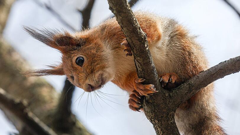 Eichhörnchen leiden bei Trockenheit. Es könne dann vorkommen, dass sie vom Baum stürzen und dehydriert am Boden liegen, mahnt ein Verein in Berlin.