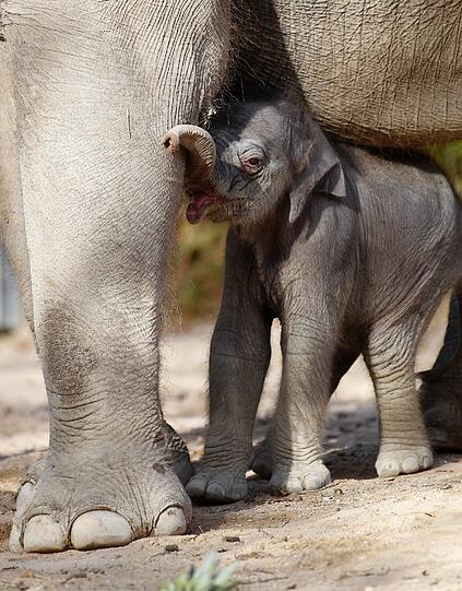 So süß! Am Dienstag hatte das bisher noch namenlose Elefantenmädchen offiziellen Fototermin im Freigehege des Tierparks Hellabrunn. Gemeinsam mit Mamma Panang und noch ein wenig tollpatschig erkundete das Dickhäuter-Baby seine neue Umgebung.
