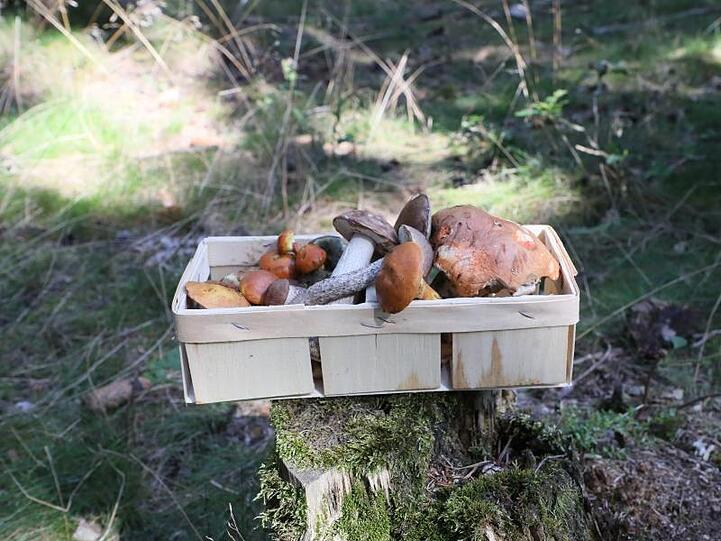 Volle Körbe mit Waldpilzen überall in Deutschland.