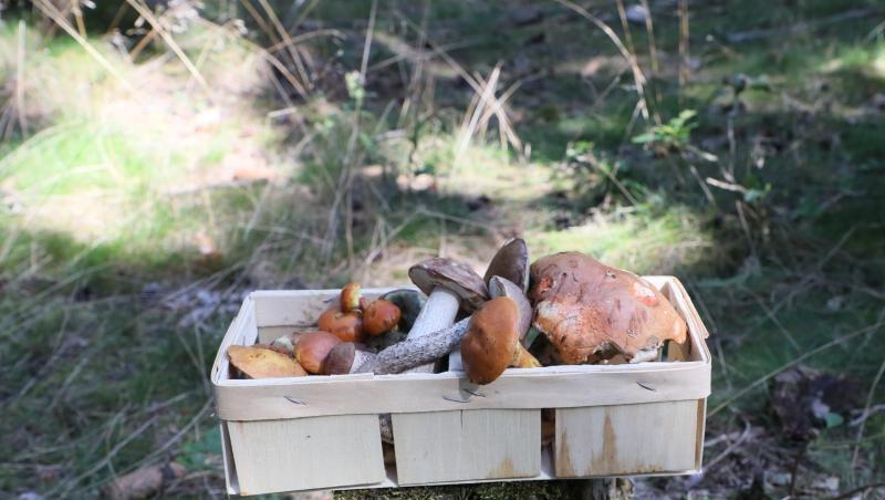 Volle Körbe mit Waldpilzen überall in Deutschland. Volle Körbe mit Waldpilzen überall in Deutschland.