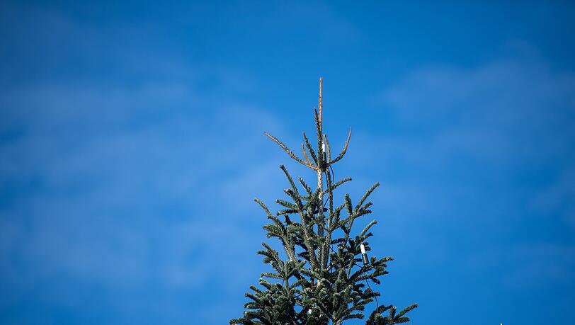Medienberichten zufolge war der Weihnachtsbaum in Bachhagel 2022 schon einmal umgesägt worden. (Symbolbild) Medienberichten zufolge war der Weihnachtsbaum in Bachhagel 2022 schon einmal umgesägt worden. (Symbolbild)