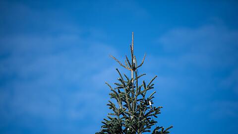 Medienberichten zufolge war der Weihnachtsbaum in Bachhagel 2022 schon einmal umgesägt worden. (Symbolbild)