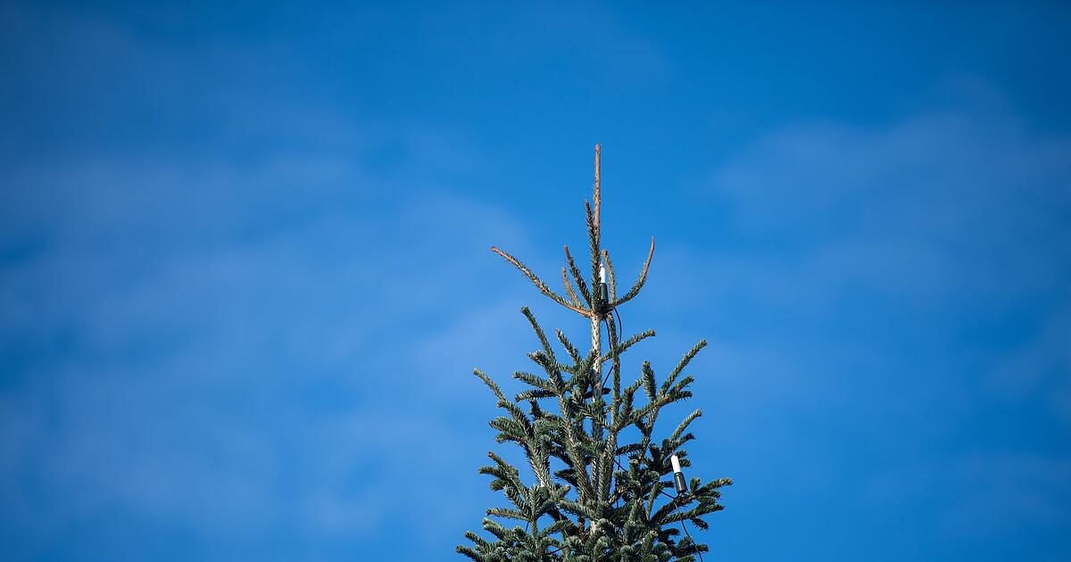 -Lassen-uns-die-Freude-nicht-nehmen-Sieben-Meter-hoher-Weihnachtsbaum-umges-gt